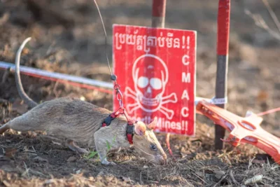 675945-most-landmines-detected-by-a-rat-header