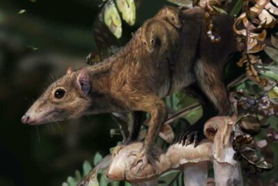 Dryolestes-Mammals-Arboreal-Terrestrial-Dinosaur-Death