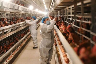 file-20250320-56-9y7zti