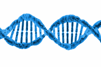 1024px-Acido_desoxirribonucleico_DNA