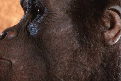 Screenshot 2025-05-30 at 06-56-25 This is why Lucy has been the face of human evolution for the last 50 years