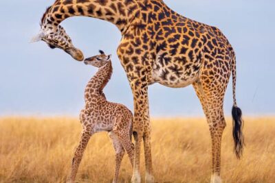 bopa6-6810d68c3e20f__700