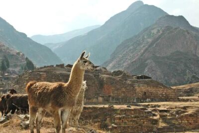 psychedelic-drugs-class-structure-ancient-andes-Chavin-Phenomenon-1600