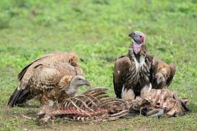 two-vultures-eat-a-carcass