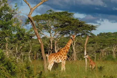 3430defa0a7ba900fb6dd529c78d0b0f0577738b