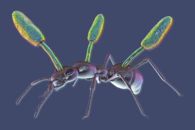 Kingdom of Funga: A Mycelial Reading List on a Strange and Surreal World Around Us 