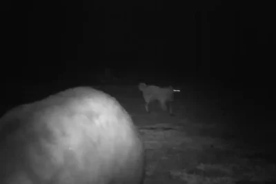 00cli-50x50-montana-superJumbo