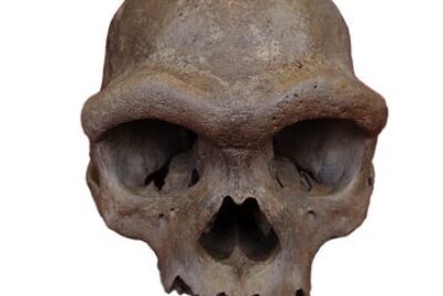 20250618-on-dragonmandentaldna-685c62750c5e4