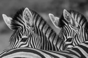 grayscale-photo-of-two-zebras-1200x800.jpg