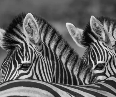 grayscale-photo-of-two-zebras-1200x800.jpg