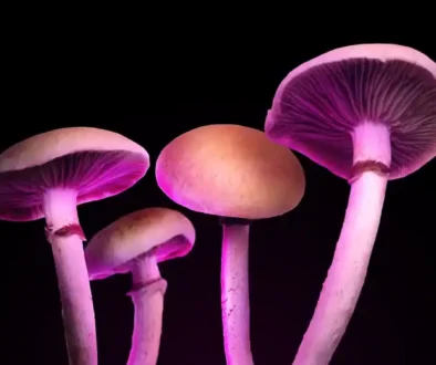hallucinogenic-mushrooms