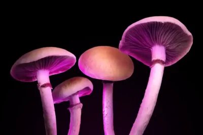 hallucinogenic-mushrooms
