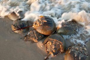 horseshoe-crab-blood-for-testing-drug-safety-800-x-560-m