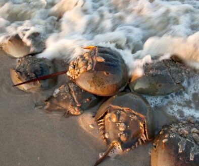 horseshoe-crab-blood-for-testing-drug-safety-800-x-560-m