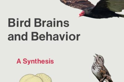 ‘Bird Brains and Behavior,’ an excerpt 
