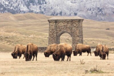 Bison-grazing-near-Roosevelt-Arch-in-Gardiner-Yellowstone-scaled-1