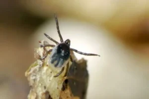Blacklegged-tick-nymph-1200x852.jpg