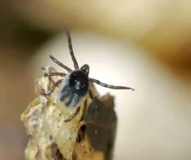 Blacklegged-tick-nymph-1200x852.jpg