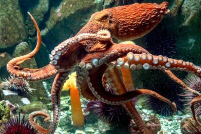 Giant-Pacific-Octopus-800x420-1