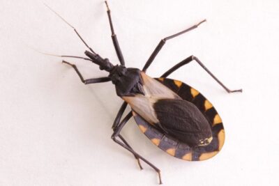 Screen Shot 2025-08-09 at 6.38.48 AM