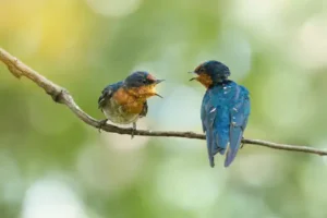 birds-talking-to-eachother