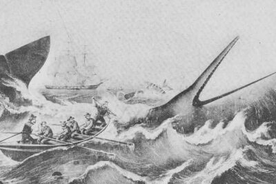 On “Mocha Dick,” the White Whale of the Pacific that Influenced Herman Melville 