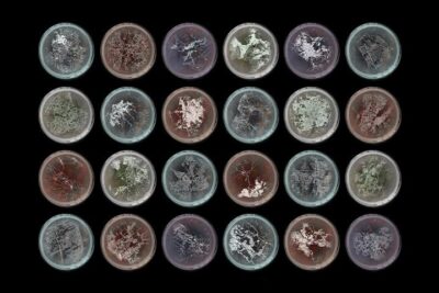 Cities Obey the Laws of Living Things