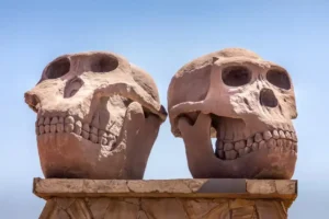 Homo-habilis-skull-1200x800.jpeg