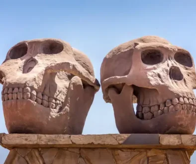 Homo-habilis-skull-1200x800.jpeg
