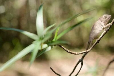 20250924_GHC_Ambohitantely-Special-Researve_100538