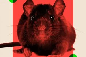 7b1e4590-9a09-11f0-97f5-bd38218a3641.png