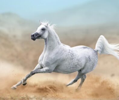 Arabian-Horse-768x512 Arabian-Horse-768x512