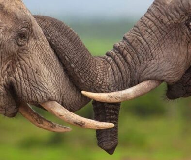 Two friendly elephants touching each other with their trunks.