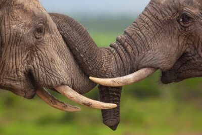 Two friendly elephants touching each other with their trunks.