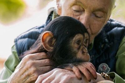 JaneGoodallChimp