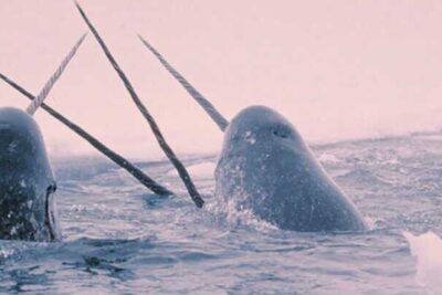 Murder, Polar Bears, and Arctic Hurricanes: The Many Twists and Turns of a 2008 Whaling Research Expedition