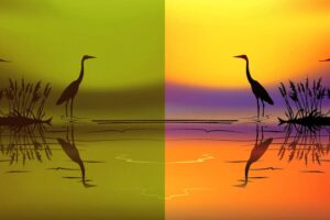 Swamp_F
