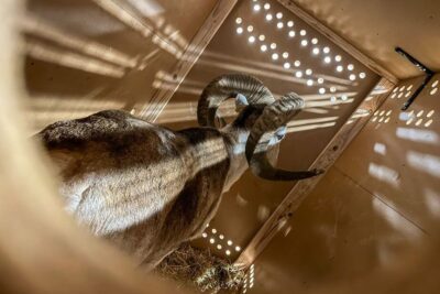 b6cfead829d3aea5e580b34617feb58d8e-sheep-intransit-rosamondzoo.rhorizontal.w1100