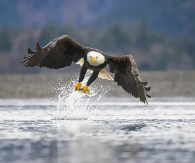 bald-eagle