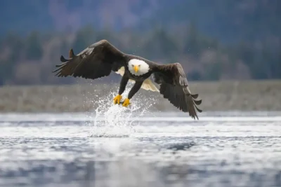 bald-eagle