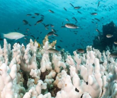 coral-bleaching