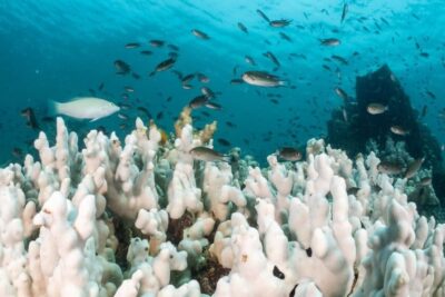 coral-bleaching