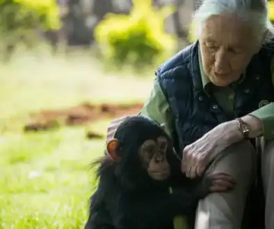 jane-goodall-chimp-getty