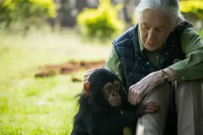 jane-goodall-chimp-getty