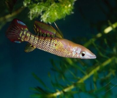 Killifish-main-8994a48
