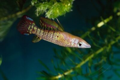Killifish-main-8994a48