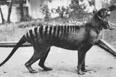 Screenshot 2025-11-19 at 08-09-38 Thylacine Rare Photos of the Last Tasmanian Tiger 1910-1933 - Rare Historical Photos Reader View