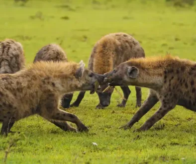 hyena-fight