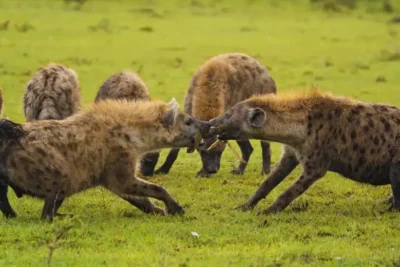 hyena-fight