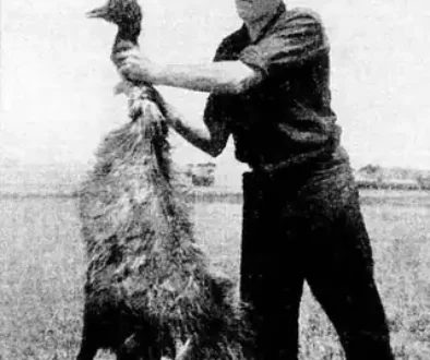 man-holding-up-a-dead-emu-for-the-camera-during-the-emu-war-v0-7wtdn543mx0g1